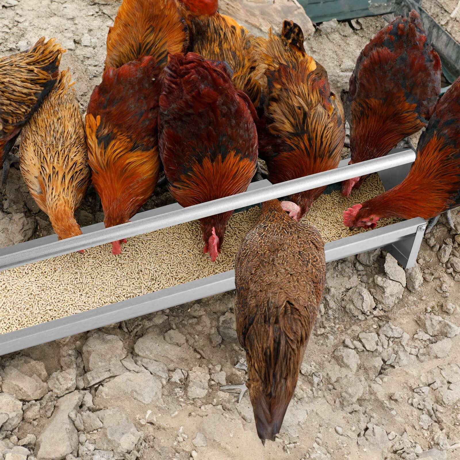 Steel Chicken Feeding Trough with Crossbar and Drainage Holes